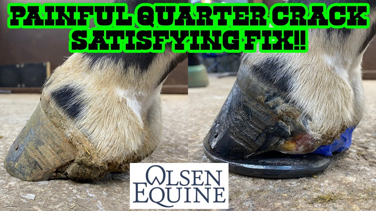 PAINFUL QUARTER CRACK!! SATISFYING FIX YouTube