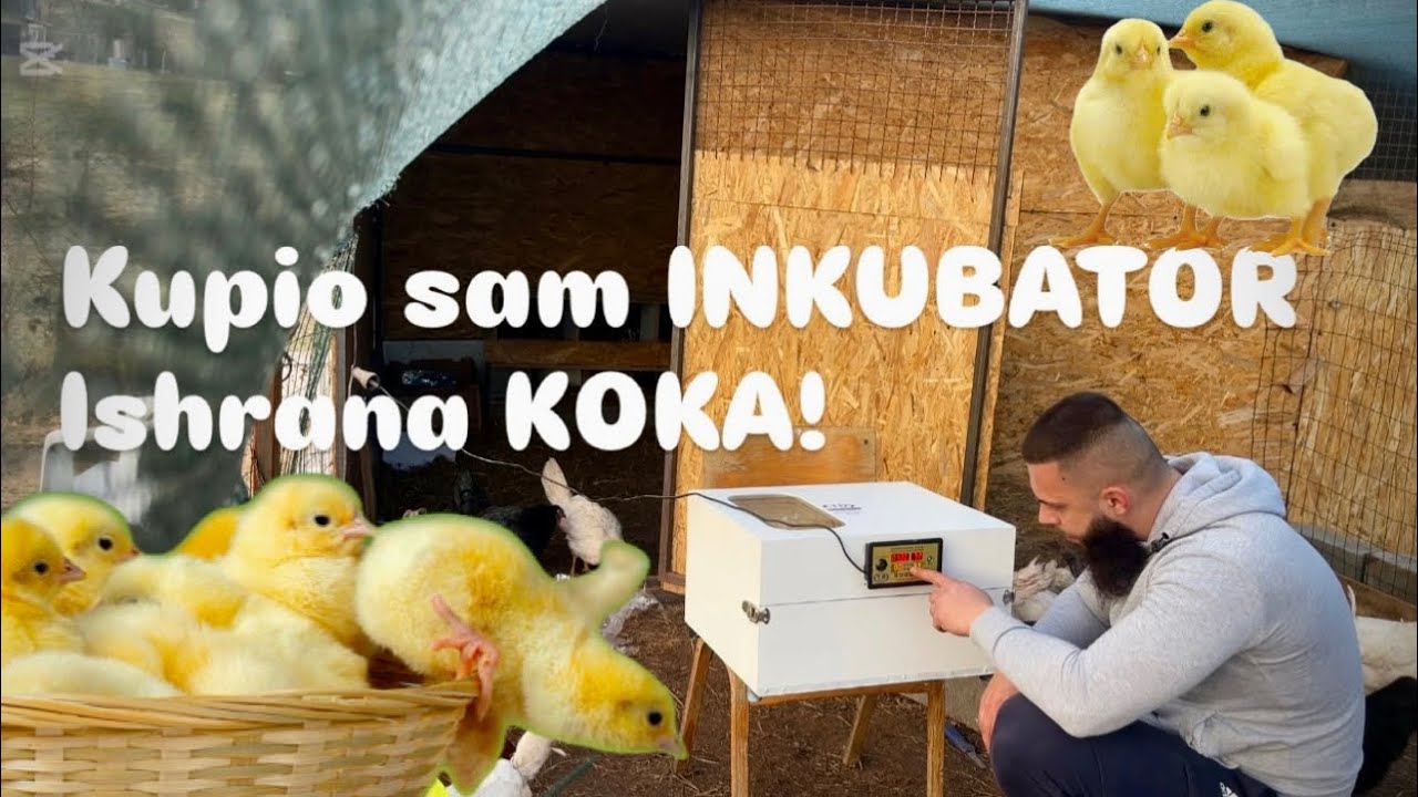 Moj Novi Inkubator! Otpakivanje + Kako pravilno Brinuti O Pilićima! 🐣🥚