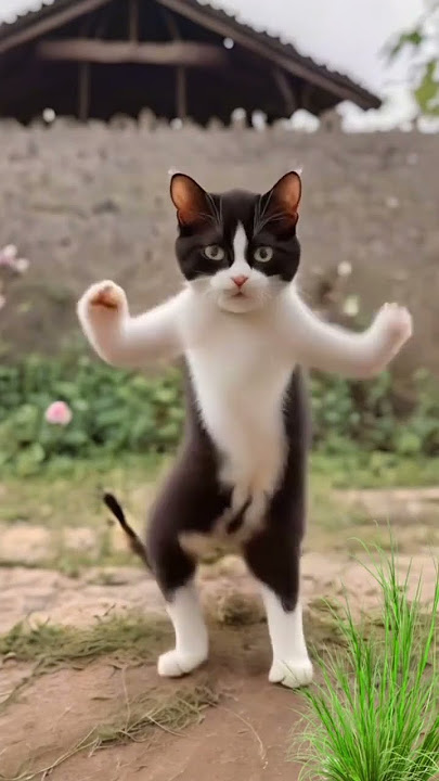 #cat#catdance#shorts#trending#viral#mayau