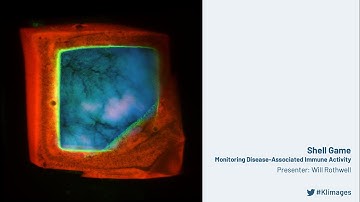 2023 Image Awards Lightning Talks - Shell Game