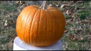 Exploding Pumpkin: Blew it up with fireworks!