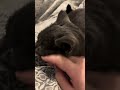 La séance de caresses se termine quand Sa Majesté l’a décidé #cat
