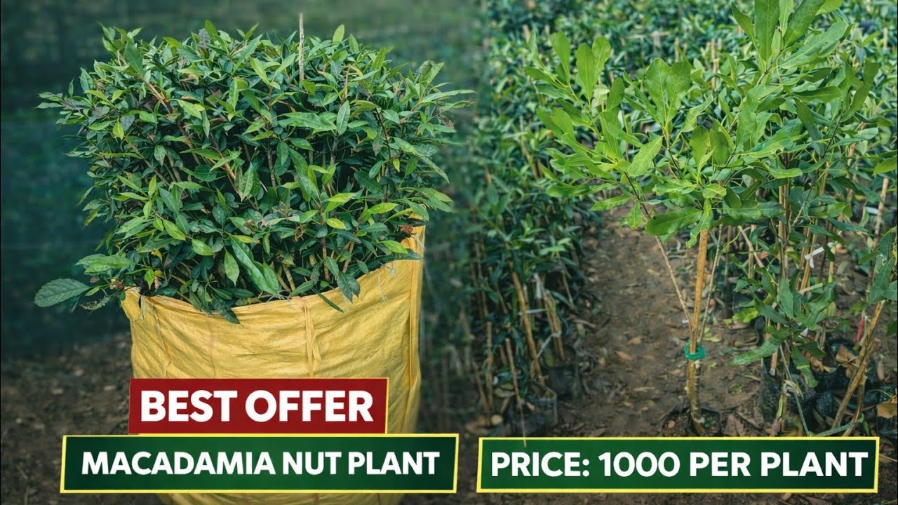 Macadamia Nut Grafted plants variety integrifolia Available supplier #macadamia  Call 📲:-9864594457