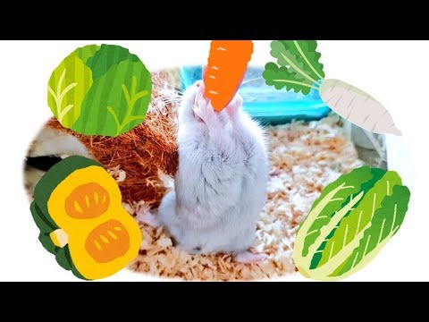 ハムスターに与えて良い 野菜と果物 available Fruits & Vegetables for Hamster