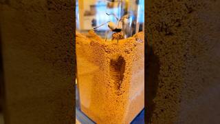 What’s Inside A Trapdoor Spider Burrow