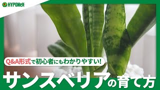 15 サンスベリアの育て方 購入の際の選び方や冬越しの方法 増やし方などもご紹介 Plantiaq A 植物の情報 育て方をq A形式でご紹介 Youtube