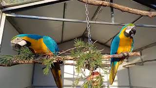 #lovebirds #birdslovers #KingFisherAviary#birds #Macow lovers#parrots  #lovebirds❤ #foryou