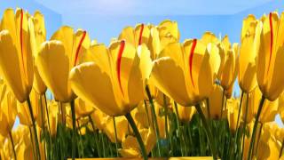 Tulipany w After Effects screenshot 5