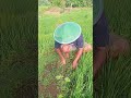 “Sweat today, rice tomorrow.”#FieldWork#FarmerLife#HoeingTheField#WaterFlow#LandPreparation