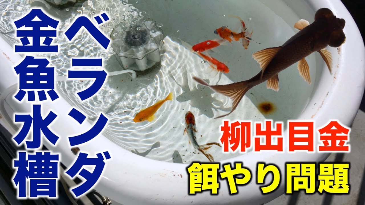 ベビーバスでベランダ金魚水槽 柳デメキンのエサ問題勃発 Youtube