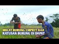 CARA PALING MUDAH || MIKAT RATUSAN BURUNG EMPRIT HAJI || DI SAWAH