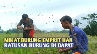 CARA PALING MUDAH || MIKAT RATUSAN BURUNG EMPRIT HAJI || DI SAWAH