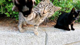 【反抗期の猫】キジトラ猫「モフらせねぇよ！」