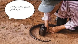 شاهد أسرار لم تعرفها من قبل عن الكوبرا