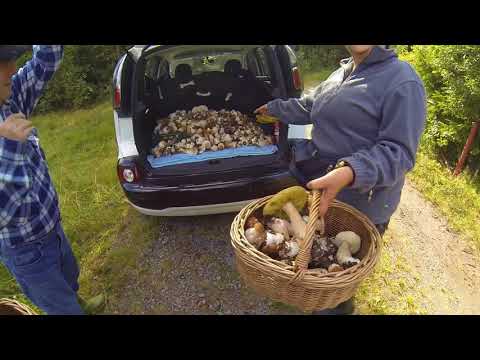 Video: Come Raccogliere I Funghi Nel