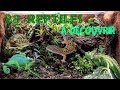 28 reptiles  dcouvrir