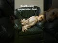Dog Sleeping Appreciation