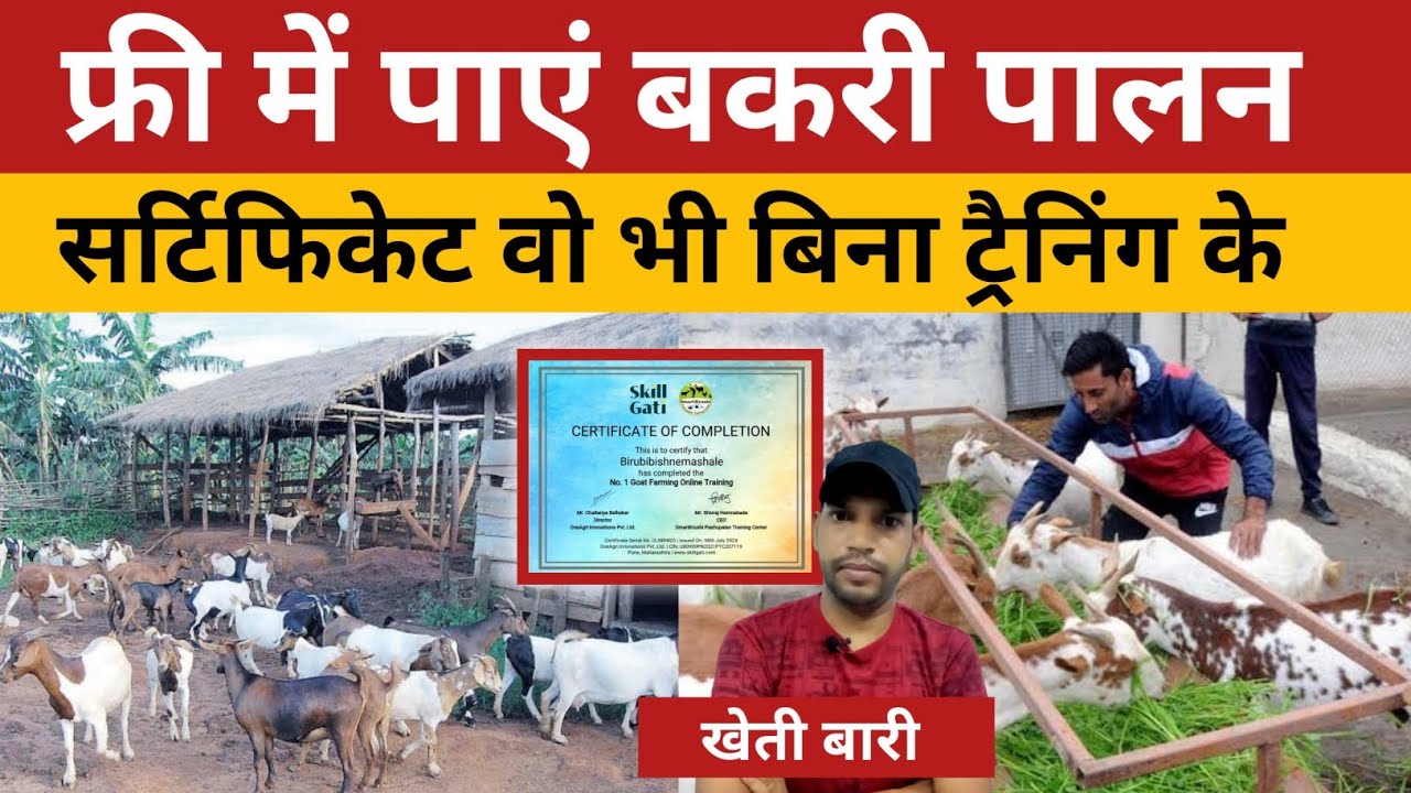 free goat farming training certificate लेना चाहते हैं, तो ये विडियो ...