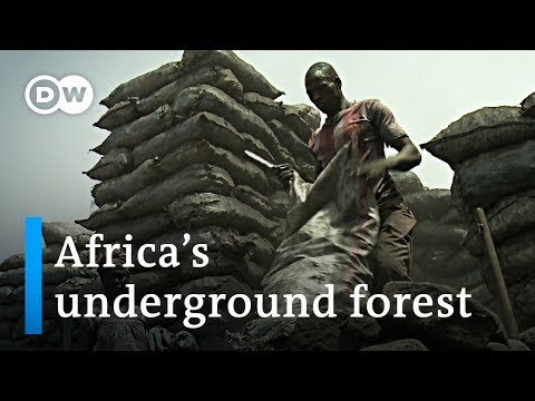 Africa's underground forest | Global Ideas