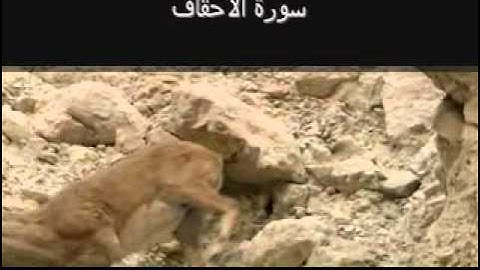 Surat Al Ahqaf (The Sandhills) سورة الأحقاف