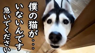 大切な猫が脱走したと思い必死に家中探し回る犬がこちらです by 犬と猫の親バカ日記　ハスキー&トイプー&スコティッシュ 99,264 views 4 weeks ago 6 minutes, 2 seconds