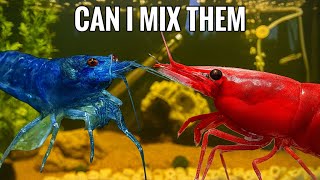 First time breeding shrimp | neocaradena shrimp breeding 