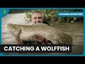 Fishing among predators  chasing monsters  fishing show