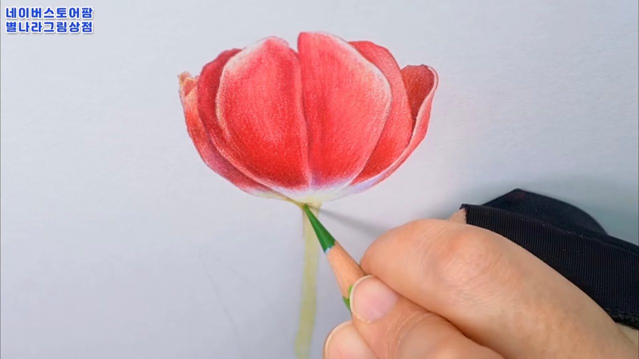 Live:파버카스텔 색연필+제도지에 튤립 꽃 색칠하기! - Youtube