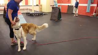 Dog Training Recall with Hank | Obedience Dog Training Drills