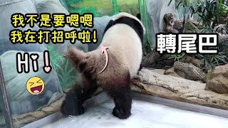 圓寶上冰床翹尾尖轉180度和大家打招呼😂|Giant Panda Yuan Bao said hi with tail,圆宝,貓熊,大貓熊,大熊貓