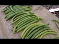 Vanilla Bean Harvest