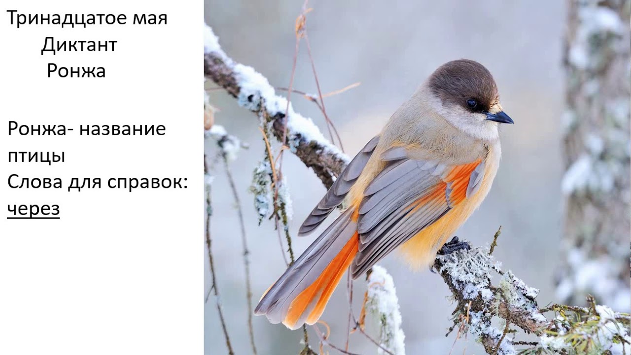 Диктант по русскому языку 3 класс - YouTube