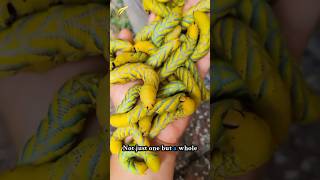 coba lihat kalau kalian berani,Creepiest Caterpillars!#FuzzyCaterpillar #UniqueInsects #AmazingFacts