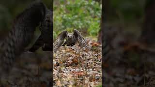 Our Goshawk is one of the best birds for hunting with. incredibly fast, and very good at their job!