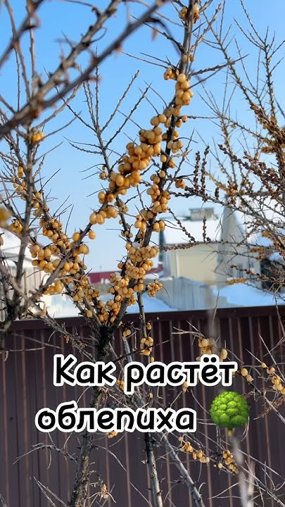 Как растёт облепиха 🌳 #облепиха #растет #ягоды #свойдом #башкирия # ...