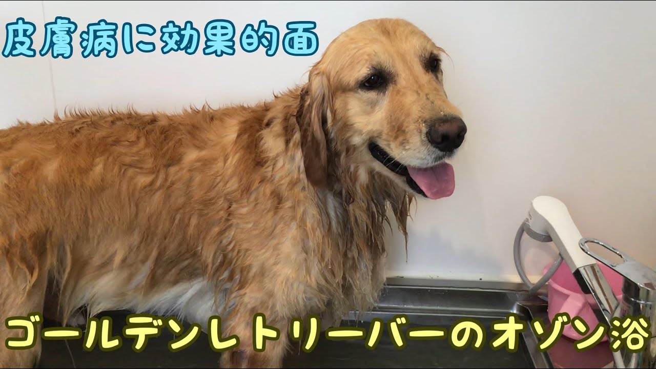 トリミング風景 大型犬に効果的面 ゴールデンレトリーバーのオゾン浴 Youtube