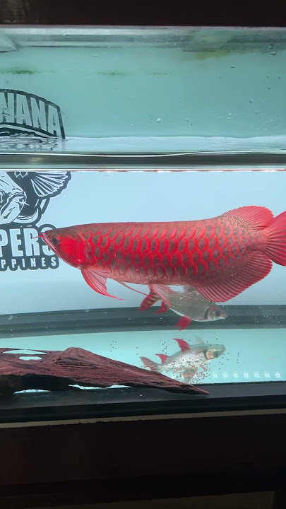Feeding time - Super Red Arowana