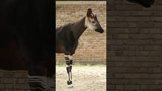 Okapi: Unique African Species #Wildlife #FascinatingFacts #AnimalVideos #ytshort
