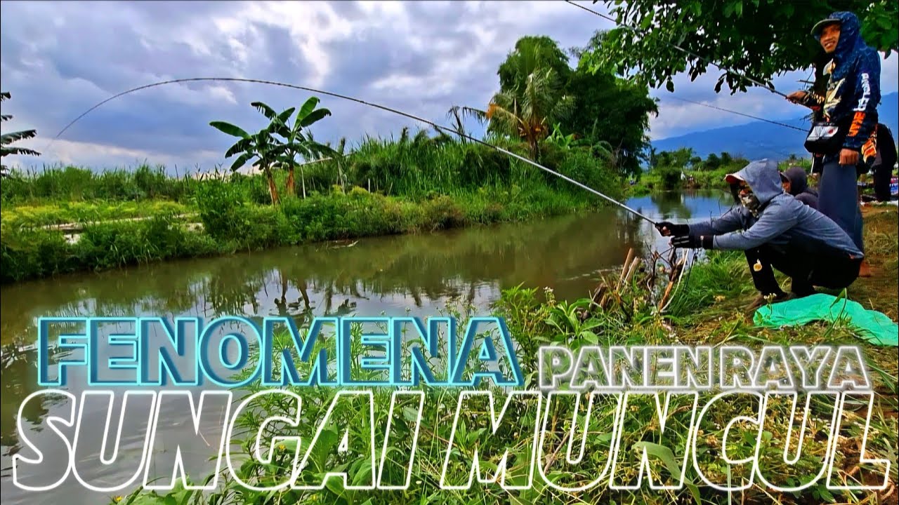 AWAL MUSIM PANEN RAYA KALI MUNCUL ‼️ RIBUAN IKAN NAIK KE SUNGAI UNTUK BERTELUR ❗️