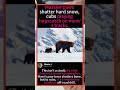 🐻 Mom Bear’s Ice-Breaking March!🌨️ #BearCubs #WildlifeFacts