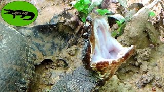 Cottonmouths... Are they ACTUALLY Aggressive? - All About the Worlds Only Aquatic Pit Vipers!