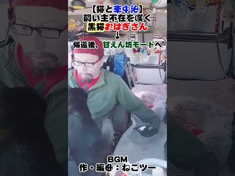 【猫と車中泊】歓迎モードの黒猫 #旅 #猫 #車中泊 #料理 #旅行vlog