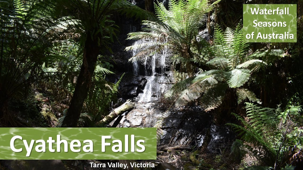 Cyathea Falls in the Tarra-Bulga National Park