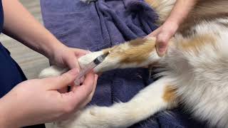 Cephalic Venipuncture on a Canine