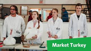 Full Raising Market Turkey Guide