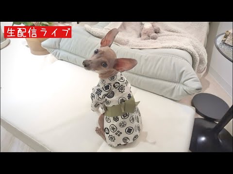 レイス君11歳のお誕生日おめでとう生配信ライブ🎉