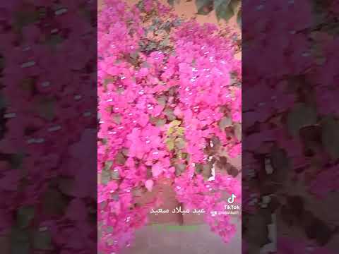عيد ميلاد سعيد بكل لغات العالم