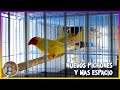 Nuevos Pichones y más espacio 100% recomendado🦜