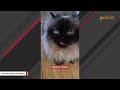 Rescue cat makes sweetest sounds for mom