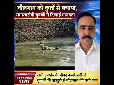 नाड़ी में गिरी नीलगाय पर कुत्तों का हमला, समाजसेवी युवकों ने एक घंटे की मशक्कत के बाद बचाई जान